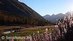 F043665: Herbst im Lötschental