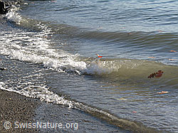 F043932: Wellen im Genfersee