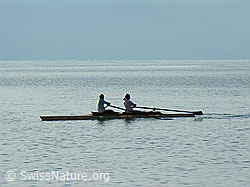 F043936: Ruderer auf dem Genfersee