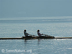 F043939: Ruderer auf dem Genfersee