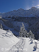 F044142: Spur im Neuschnee und verschneite Zaunpfähle