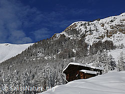 F044155: Alphütte und Berghang mit Lärchenwald