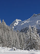 F044157: Verschneite Lärchen und Berg