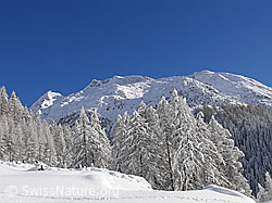 F044158: Berge und tief verschneiter Lärchenwald
