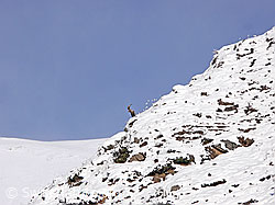 F044400: Steinbock (Capra ibex) auf Gratkante