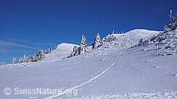 F044946: Verschneite Tannen und Skispur