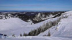 F044959: Winterlandschaft des Jura mit verschneiten Tannen