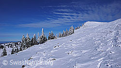 F044968: Winterlandschaft des Chasseral mit verschneiten Tannen