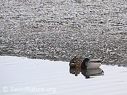 Photo: Stockenten (Anas platyrhynchos)