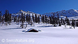 F045428: Unberührte Schneelandschaft mit Alphütte im Wald