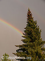 F045691: Regenbogen und Tanne