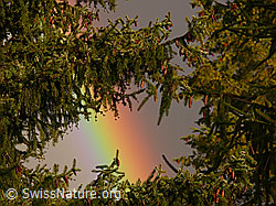 F045695: Spektralfarben des Regenbogens