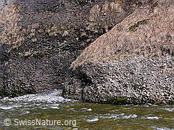 F045761: Räblochschlucht: Nagelfluh