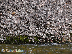 F045762: Nagelfluh an der Emme