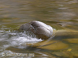 F045780: Kleiner Studel im Wasser