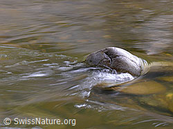 F045782: Stein im Wasser