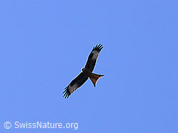 Foto: Roter Milan im Flug