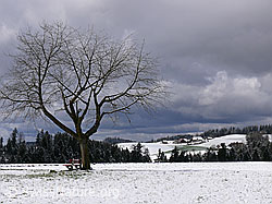F045838: Winterlandschaft mit Baum und Ruhebank