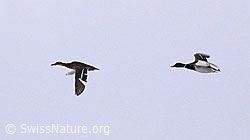 Photo: Stockenten (Anas platyrhynchos)im Flug