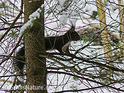 Foto: Eichhörnchen (Sciurus vulgaris)