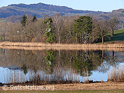 F045899: Schilfgürtel und Spiegelung
