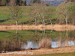 F045905: Spiegelung im Gerzensee