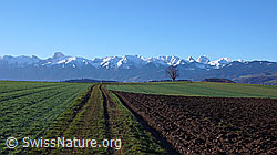 F045990: Stockhonkette und Kulturland im Aaretal