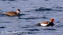 Foto: Kolbenenten (Netta rufina)