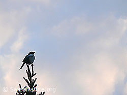 Elster (Pica pica) auf Tannenspitze (F046132)