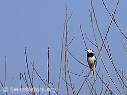 Photo: Bachstelze (Motacilla alba) in Strauch sitzend