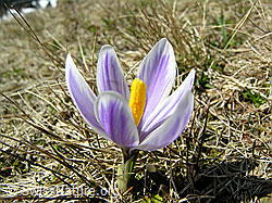 F046262: Frühlings-Krokus