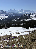 F046271: Eiger, Mönch, Jungfrau und Bergfrühling