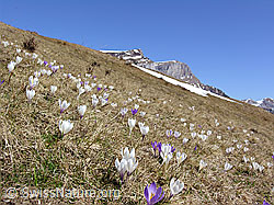 F046282: Bergfrühling mit Krokus