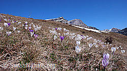 F046326: Berglandschaft mit Krokus