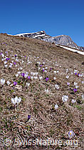 F046330: Bergwiese mit Krokus