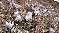 F046332: Weisse Krokusse