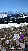 F046342: Berge und Krokusse
