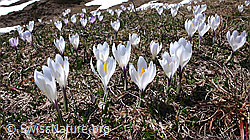 F046344: Frühlingskrokusse