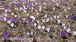 F046366: Blumenteppich mit Krokussen