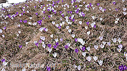 F046369: Farbige Krokusse