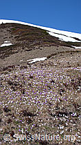 F046374: Bergfrühling