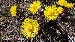 Foto: Frühlingsbilder: Huflattich