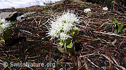 F046418: Weisse Pestwurz