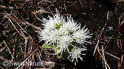 F046419: Weisse Pestwurz, Blüten