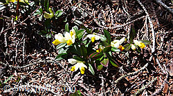 Photo: Buchsblättrige Kreuzblume