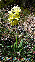 Foto: Waldschlüsselblume