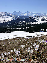 F046481: Eiger, Mönch, Jungfrau und Krokusse