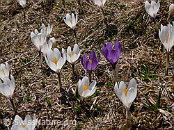 F046496: Krokuswiese