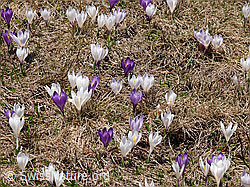 F046505: Krokuswiese