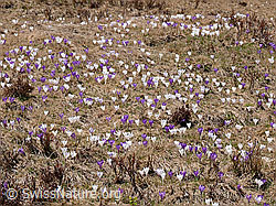 F046509: Alpweide mit Krokus